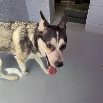 Siberian Husky and Mixed Breed Dogs Available for Adoption in Kyle, Texas - ANNA | PetCurious