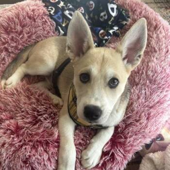 Mixed Breed Dogs Available for Adoption in Columbus, Georgia - Ruby | PetCurious