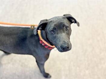 Weimaraner Dogs Available for Adoption - HOLLY | PetCurious