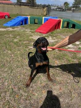 Henry -  Doberman Pinscher and Rottweiler Dog for Adoption in Crescent City, Florida - Henry | PetCurious