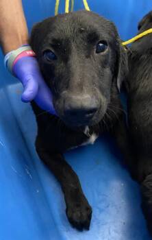 Mixed Breed Dogs Available for Adoption in Dallas, Texas - BRODIE | PetCurious