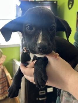 Rescue Coonhound Dogs for Adoption in Cleveland, Tennessee - Lincoln | PetCurious