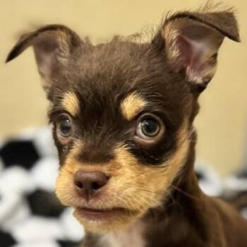 Mixed Breed Dogs Available for Adoption in Pleasanton, California - The Brain | PetCurious
