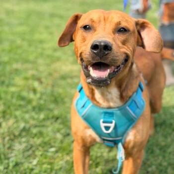 Bunky -  Mixed Breed Dog for Adoption in Huntington, West Virginia - Bunky | PetCurious