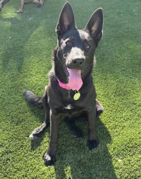 Katt -  German Shepherd Dog Dog for Adoption in Modesto, California - Katt | PetCurious