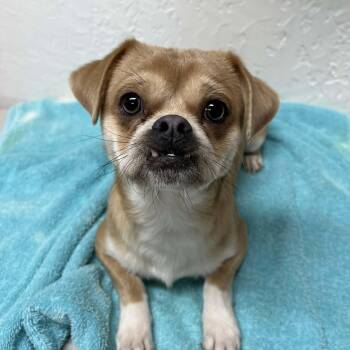 Pekingese and Chihuahua Dogs Available for Adoption - River - Foster Home Needed  | PetCurious