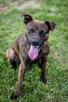 Rescue Terrier Dogs for Adoption in Frankfort, New York - Rhys | PetCurious