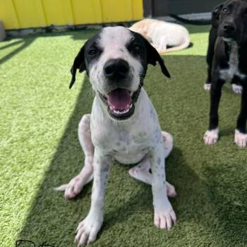Blue Bird 0079 -  Mixed Breed Dog for Adoption in Loxahatchee Groves, Florida - Blue Bird 0079 | PetCurious