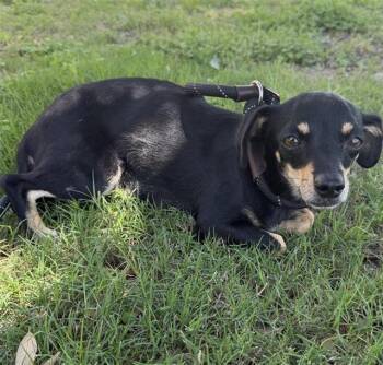 Chihuahua Dogs Available for Adoption in San Antonio, Texas - LITTLE DEBBIE | PetCurious