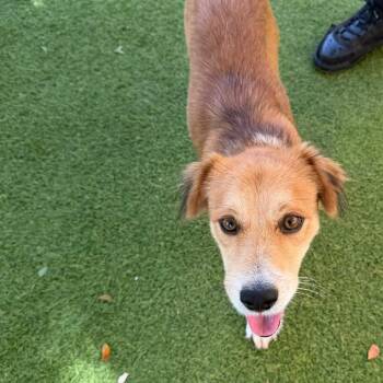 Rose 9905 -  Mixed Breed Dog for Adoption in Loxahatchee Groves, Florida - Rose 9905 | PetCurious
