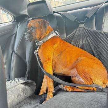 Maple -  Boxer and Terrier Dog for Adoption in San Diego, California - Maple | PetCurious