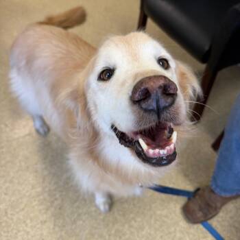 Buddy -  Golden Retriever Dog for Adoption in Buellton, California - Buddy | PetCurious