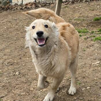 Golden Retriever Dogs Available for Adoption - Timber | PetCurious