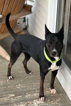 Terrier and Australian Cattle Dog Blue Heeler Dogs Available for Adoption in Sadler, Texas - Diva | PetCurious