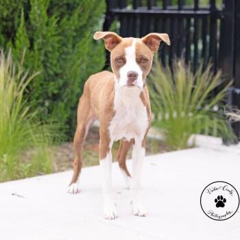 Lil Girl -  Mixed Breed Dog for Adoption in Portland, Oregon - Lil Girl | PetCurious