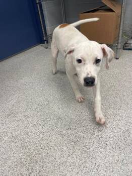 BELIZE -  Rat Terrier and Mixed Breed Dog for Adoption in Tallahassee, Florida - BELIZE | PetCurious