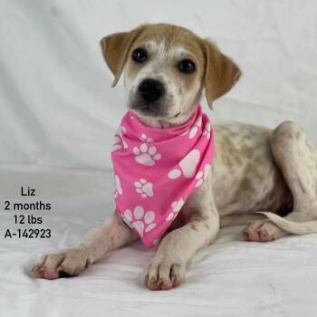Liz - Local Sept 11-13 -  Labrador Retriever Dog for Adoption in Brookshire, Texas - Liz - Local Sept 11-13 | PetCurious
