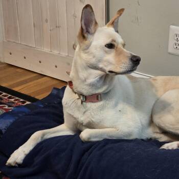 Rescue Husky and Labrador Retriever Dogs for Adoption in Paramus, New Jersey - Coco | PetCurious