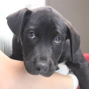 Sidetable Drawer -  Retriever and Shepherd Dog for Adoption in Cleveland, Mississippi - Sidetable Drawer | PetCurious