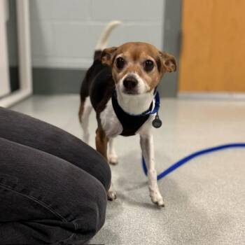 XENA -  Chihuahua Dog for Adoption in Boston, Massachusetts - XENA | PetCurious