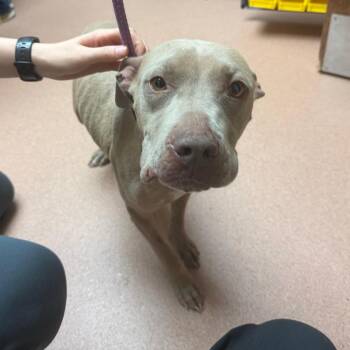 Mixed Breed Dogs Available for Adoption in Columbus, Georgia - Zuzu | PetCurious