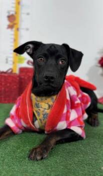 Doberman Pinscher and Labrador Retriever Dogs Available for Adoption - Rex | PetCurious