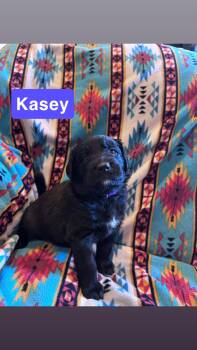 Kasey -  Labrador Retriever and Flat Coated Retriever Dog for Adoption in Duluth, Minnesota - Kasey | PetCurious