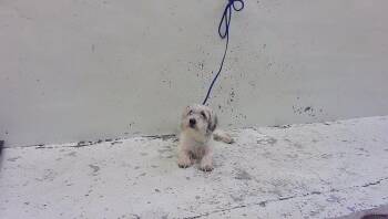 A2096559 -  Havanese and Mixed Breed Dog for Adoption in Houston, Texas - A2096559 | PetCurious