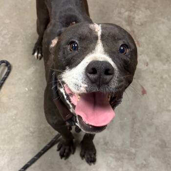 Rescue Pit Bull Terrier Dogs for Adoption in Yuma, Arizona - Constantine | PetCurious