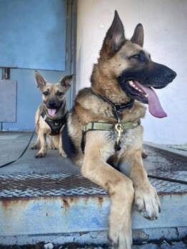 Dachshund Dogs Available for Adoption - Oscar | PetCurious