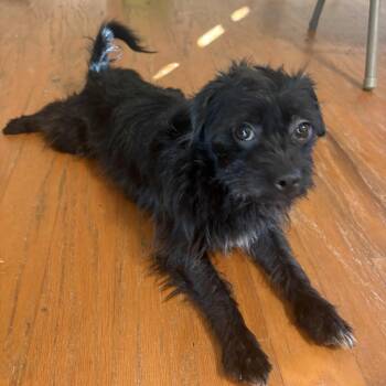 Benzie -  Maltese and Chihuahua Dog for Adoption in Austin, Texas - Benzie | PetCurious