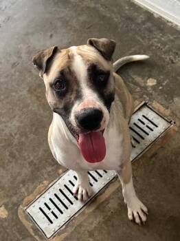 Pit Bull Terrier and Mixed Breed Dogs Available for Adoption - KOSHA | PetCurious