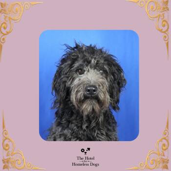 Dreka -  Standard Poodle and Mixed Breed Dog for Adoption in Cumberland, Rhode Island - Dreka | PetCurious