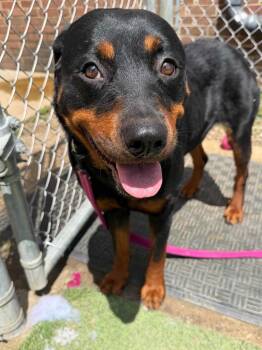 Rowley -  Rottweiler Dog for Adoption in New Kensington, Pennsylvania - Rowley | PetCurious