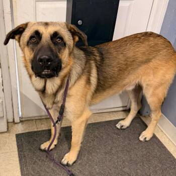 Dusty -  German Shepherd Dog Dog for Adoption in Tulsa, Oklahoma - Dusty | PetCurious