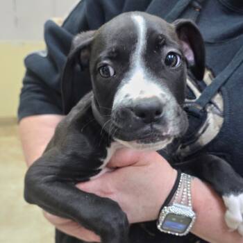 Rescue Pit Bull Terrier Dogs for Adoption in Galveston, Texas - Tintin | PetCurious