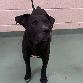 Mixed Breed Dogs Available for Adoption in Memphis, Tennessee - Beauty | PetCurious