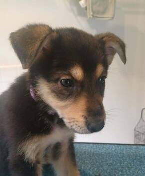 Dolly -  German Shepherd Dog Dog for Adoption in Suamico, Wisconsin - Dolly | PetCurious