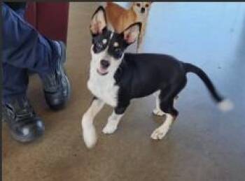 A660580 -  Husky and German Shepherd Dog Dog for Adoption in Houston, Texas - A660580 | PetCurious