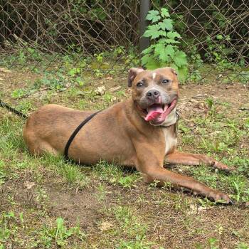 Merida -  American Staffordshire Terrier Dog for Adoption in Grand Rapids, Michigan - Merida | PetCurious