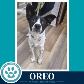 Oreo 060626 -  Cattle Dog Dog for Adoption in Kimberton, Pennsylvania - Oreo 060626 | PetCurious