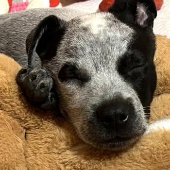 Murph -  Australian Cattle Dog Blue Heeler and Mixed Breed Dog for Adoption in Wadena, Minnesota - Murph | PetCurious