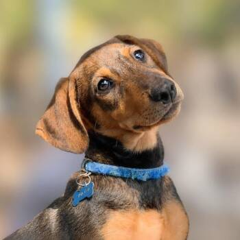 Poco -  Hound and Retriever Dog for Adoption in Boerne, Texas - Poco | PetCurious
