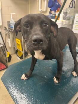 Emmie -  Mixed Breed Dog for Adoption in Mobile, Alabama - Emmie | PetCurious