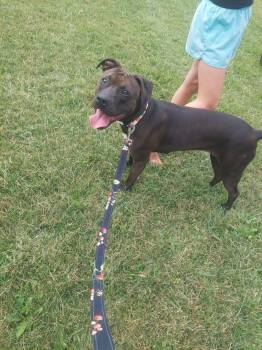 Firefly -  American Staffordshire Terrier Dog for Adoption in Fort Wayne, Indiana - Firefly | PetCurious