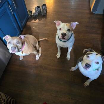 Bella -  Pit Bull Terrier and Mixed Breed Dog for Adoption in Avon, Ohio - Bella | PetCurious