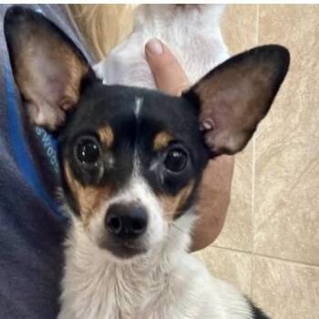 Mira -  Rat Terrier Dog for Adoption in Larkfield-wikiup, California - Mira | PetCurious