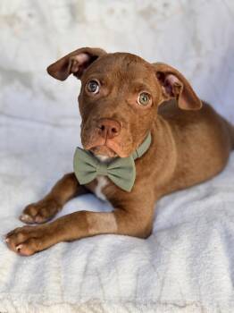 Teddy -  American Staffordshire Terrier and French Bulldog Dog for Adoption in Newport Beach, California - Teddy | PetCurious