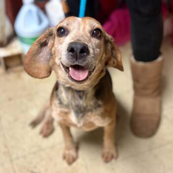 Beagle Dogs Available for Adoption - Rosie Cotton Ross | PetCurious