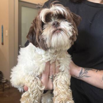 Fizzle -  Havanese and Shih Tzu Dog for Adoption in Louisville, Kentucky - Fizzle | PetCurious